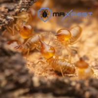 MAX Termite Treatment Perth image 8